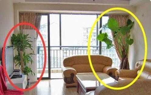 這幾種植物千萬別擺家中，特別第3種富人從不放，否則入住必破財(1/13)