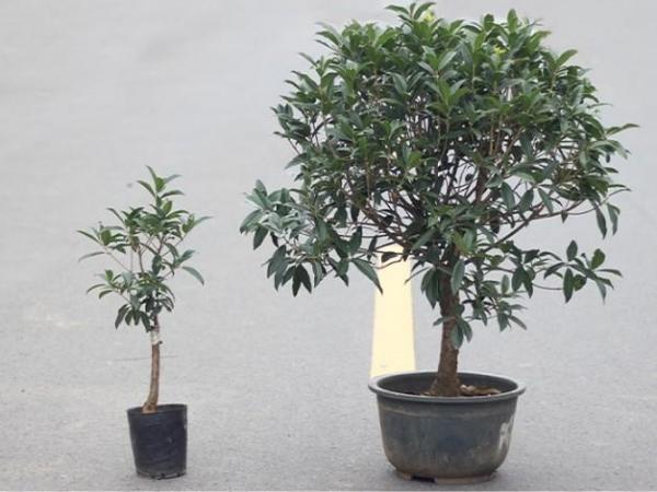 這幾種植物千萬別擺家中，特別第3種富人從不放，否則入住必破財(8/13)