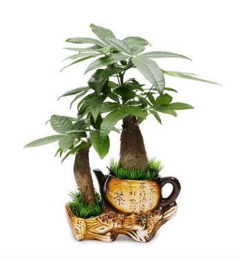 這幾種植物千萬別擺家中，特別第3種富人從不放，否則入住必破財(6/13)