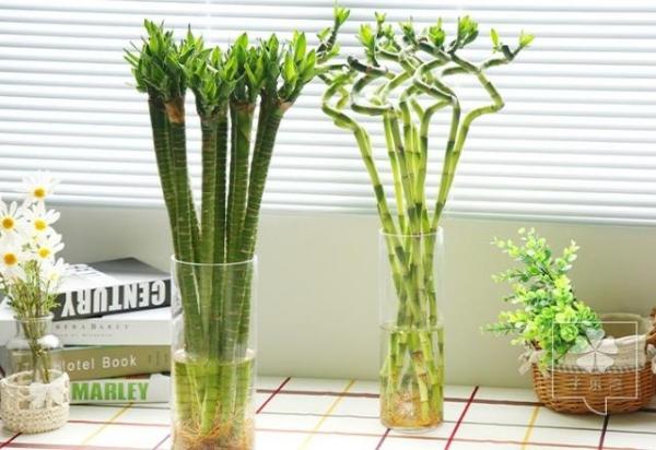 這幾種植物千萬別擺家中，特別第3種富人從不放，否則入住必破財(7/13)