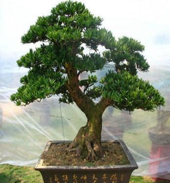 這幾種植物千萬別擺家中，特別第3種富人從不放，否則入住必破財(11/13)