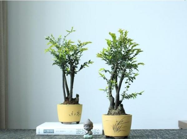 這幾種植物千萬別擺家中，特別第3種富人從不放，否則入住必破財(10/13)