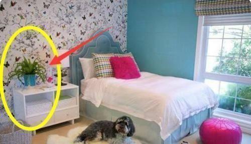 這幾種植物千萬別擺家中，特別第3種富人從不放，否則入住必破財(3/13)