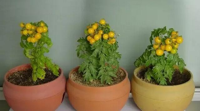 8個除蚊子的妙招，簡單有效！實用又省錢，每家每戶都用得上！