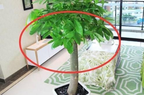 這幾種植物千萬別擺家中，特別第3種富人從不放，否則入住必破財(4/13)