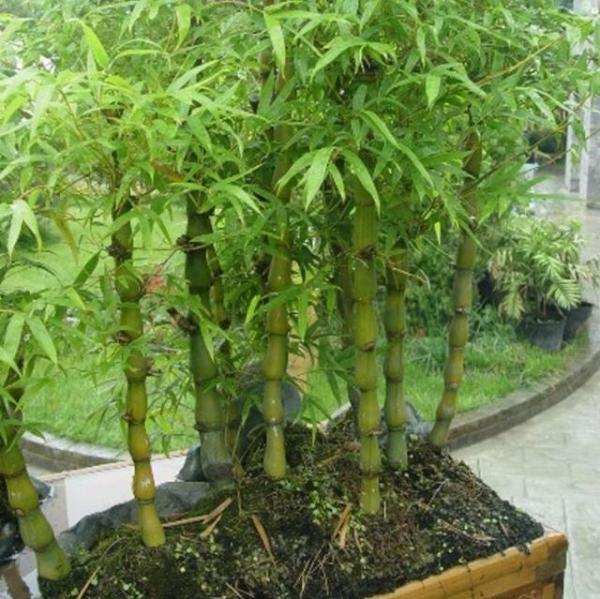 這幾種植物千萬別擺家中，特別第3種富人從不放，否則入住必破財(9/13)