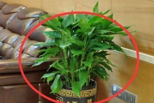 這幾種植物千萬別擺家中，特別第3種富人從不放，否則入住必破財(2/13)