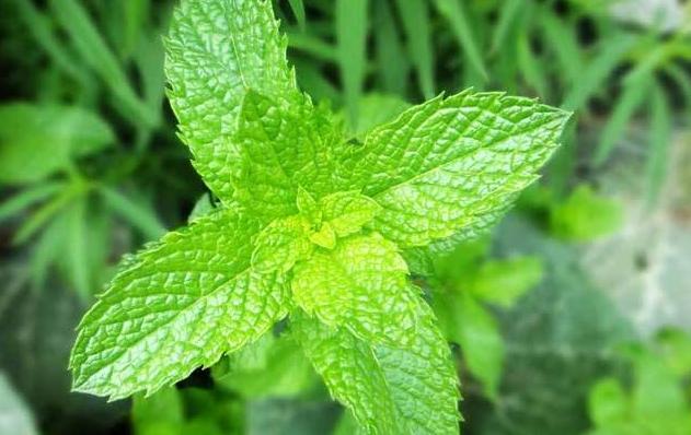 8個除蚊子的妙招，簡單有效！實用又省錢，每家每戶都用得上！