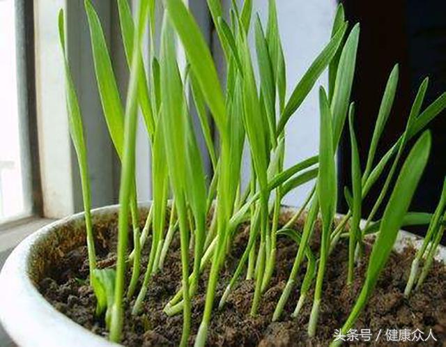 患上癌症不要怕，這幾種食物是癌症的克星，每天吃點癌細胞死光光