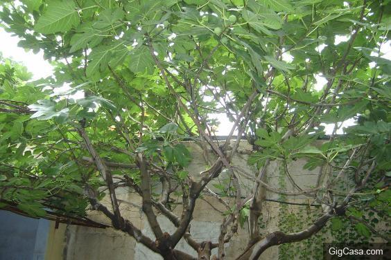 無花果葉,葉片寬大、表麵光滑,夏秋採收,鮮用或者曬乾。功能主治去濕熱、消腫止痛