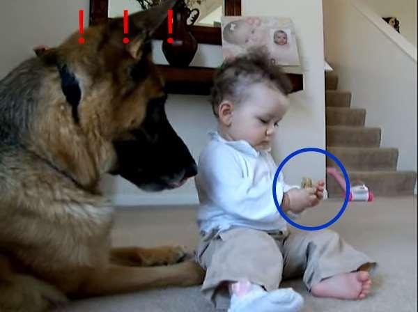 大狗狗被8個月大的小主人搶走了餅乾，但狗狗不但沒生氣，接下來的反應甚至溫暖了大家的心 