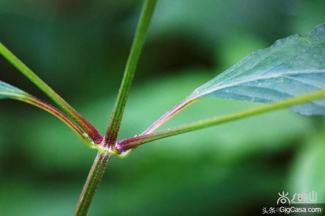 山野裏這種叫牛膝的野草，可補肝腎，能強筋骨，主治腰膝酸痛！