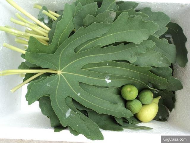 無花果葉,葉片寬大、表麵光滑,夏秋採收,鮮用或者曬乾。功能主治去濕熱、消腫止痛