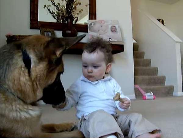 大狗狗被8個月大的小主人搶走了餅乾，但狗狗不但沒生氣，接下來的反應甚至溫暖了大家的心 