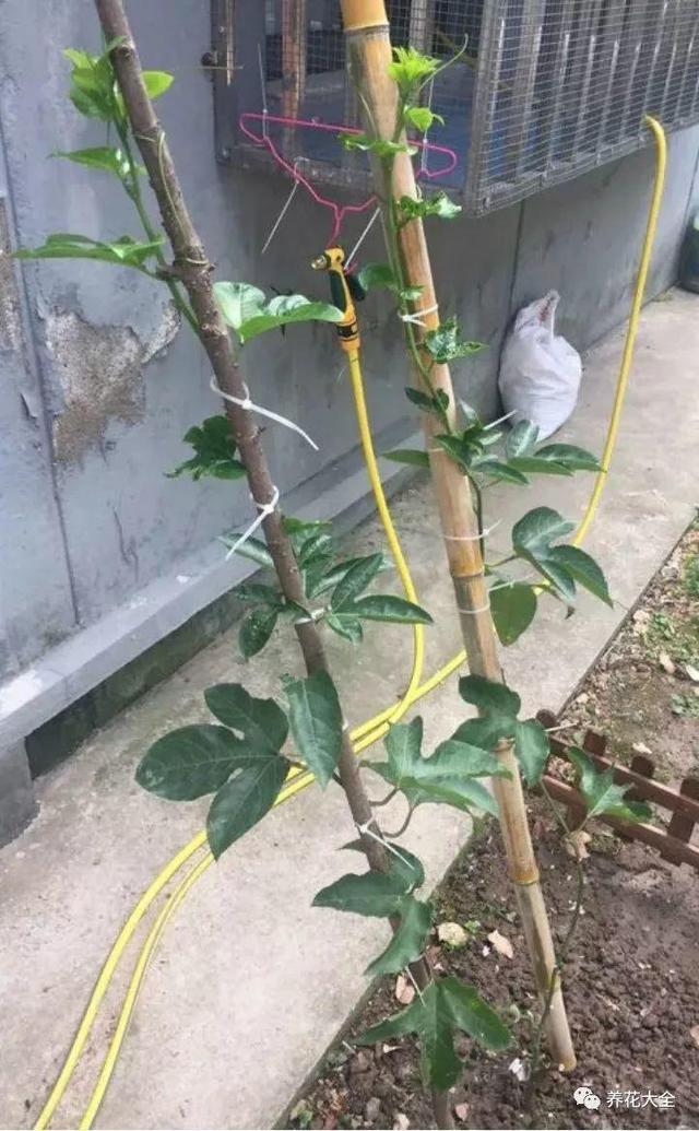 吃剩的百香果別浪費，挖粒種子就能種，來年果子壓彎枝！