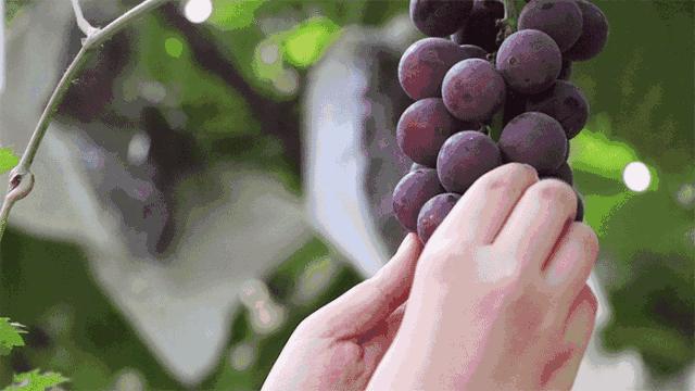 葡萄甘甜爽口，還有十大藥用功效，你確定不嚐嚐？