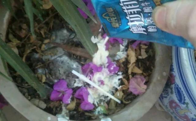 養花要注意，這幾種水不能用，不然黃葉又爛根！