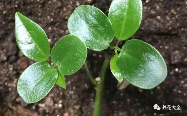 吃剩的百香果別浪費，挖粒種子就能種，來年果子壓彎枝！