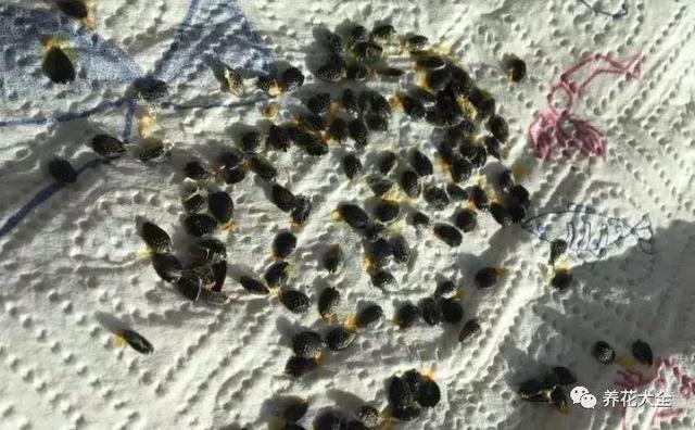 吃剩的百香果別浪費，挖粒種子就能種，來年果子壓彎枝！