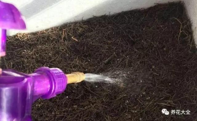 吃剩的百香果別浪費，挖粒種子就能種，來年果子壓彎枝！