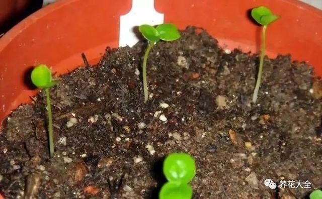 吃剩的百香果別浪費，挖粒種子就能種，來年果子壓彎枝！