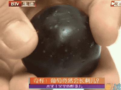 葡萄甘甜爽口，還有十大藥用功效，你確定不嚐嚐？