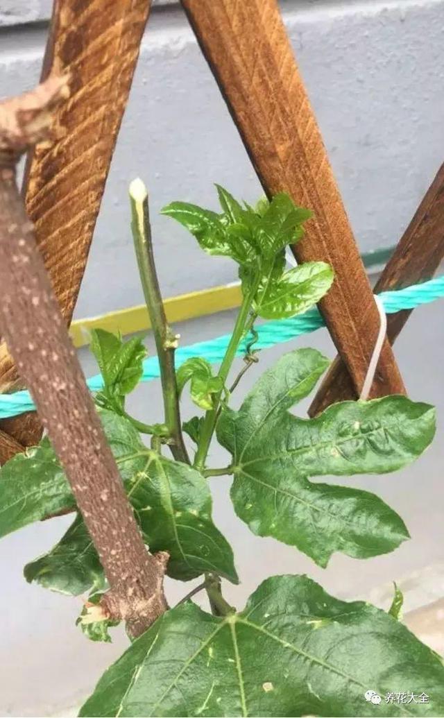 吃剩的百香果別浪費，挖粒種子就能種，來年果子壓彎枝！