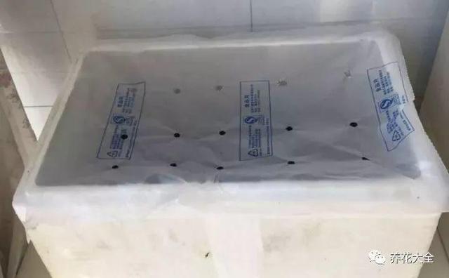 吃剩的百香果別浪費，挖粒種子就能種，來年果子壓彎枝！
