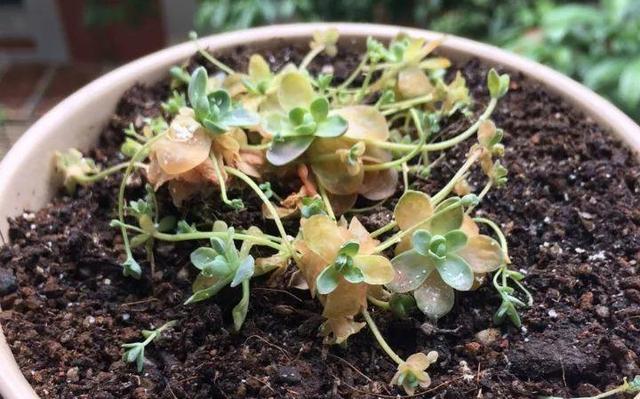 養花要注意，這幾種水不能用，不然黃葉又爛根！