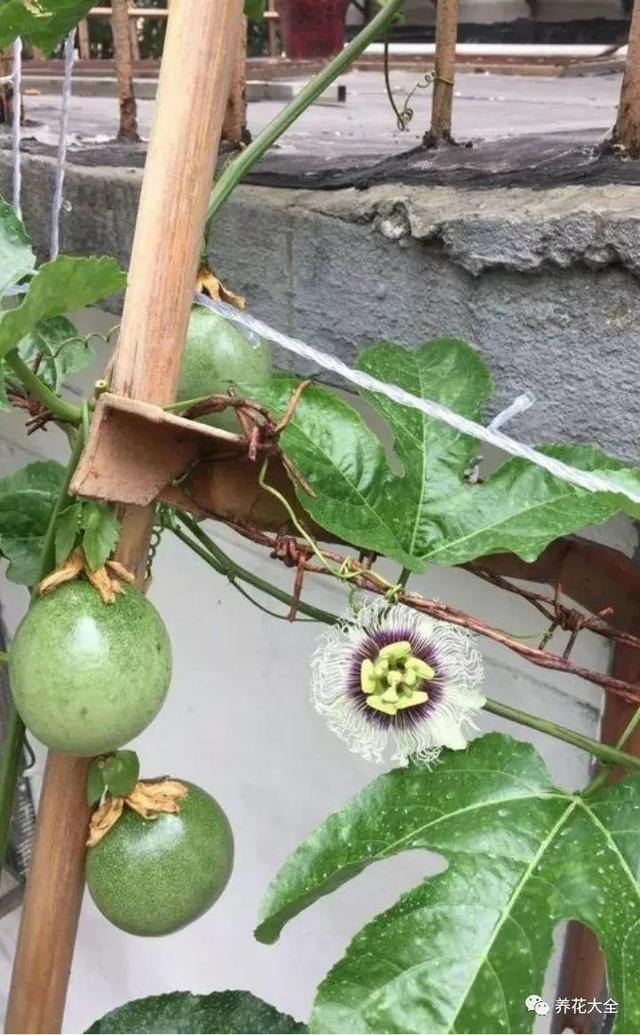 吃剩的百香果別浪費，挖粒種子就能種，來年果子壓彎枝！