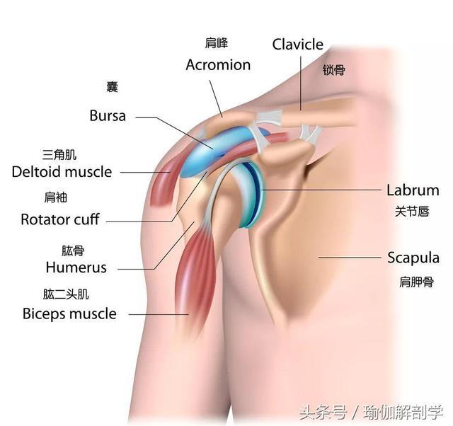 肩膀好僵硬教你？8個動作，教你鬆開肩關節，效果實在太棒了