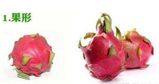 紅心火龍果和白心火龍果有什麼區別? 學問大了, 可不只顏色不同那麼簡單 