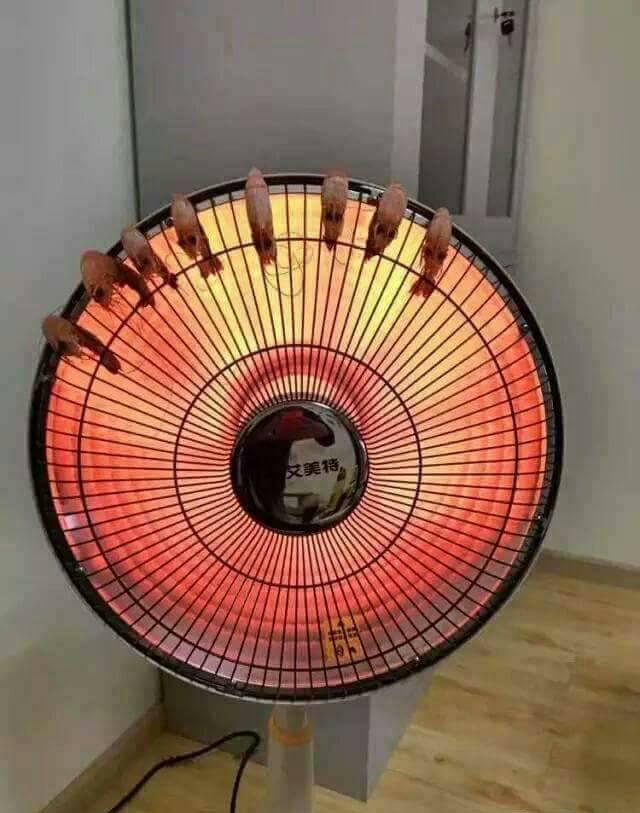 晚上怕冷,又想吃宵夜怎麼辦?網友自創「天冷烤蝦法」,讓網友們笑翻了:「這是哪一招啊?」