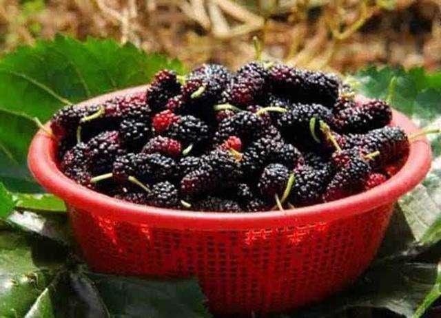  白髮越來越多？因為你經常吃這三種食物！最好少吃點…