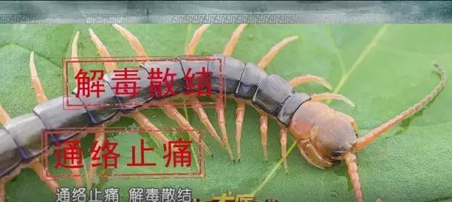 腿腳發涼、發麻？嚴重者可截肢！提醒身邊人警惕這種疾病！