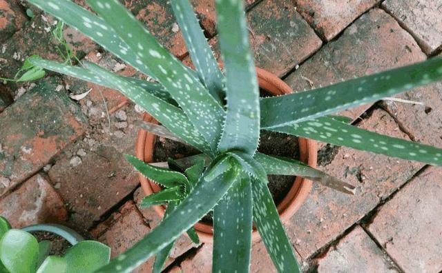 這「5種」花最養人,家裡種1棵,全家老小都健康!