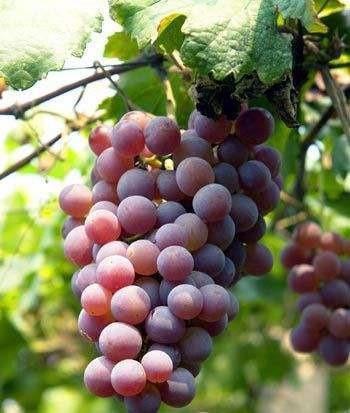 葡萄打沒打「激素」，瞧瞧這3處會知道！別挑錯了，白花冤枉錢