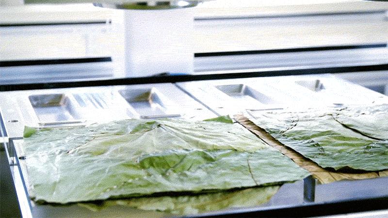厲害了Word哥！ 德國人把葉子做成了一次性盤子，比塑料盤降解快20個世紀！