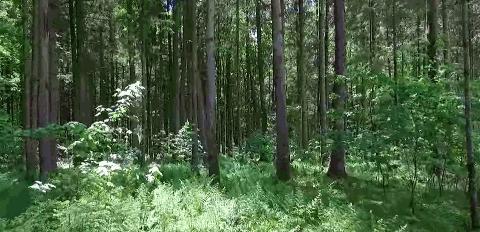 厲害了Word哥！ 德國人把葉子做成了一次性盤子，比塑料盤降解快20個世紀！