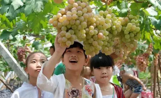 葡萄全身都是寶,吃它好處多多!顏色不同,功效也不同