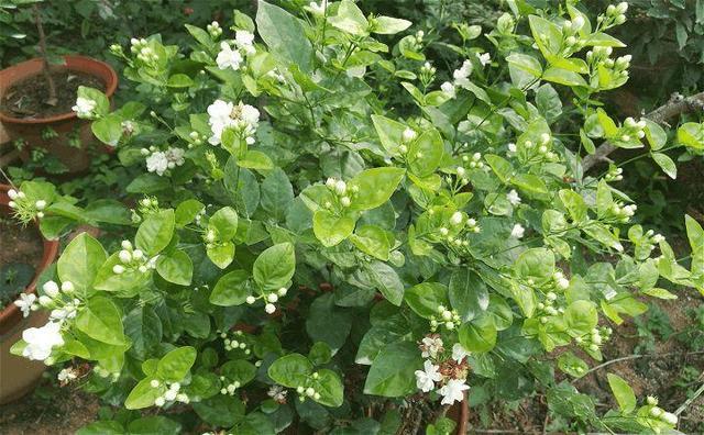這「5種」花最養人,家裡種1棵,全家老小都健康!