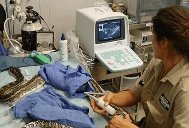 蟒蛇夜夜纏著女主人睡覺, 交頸而臥, 原來暗藏玄機