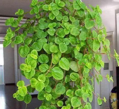 這3種「吸毒草」，二手煙很害怕，養1盆全家人健康