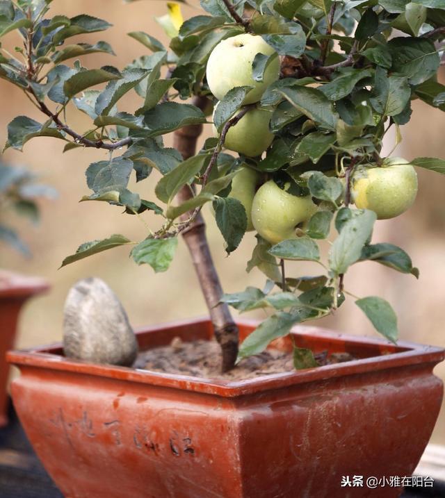 陽台種一棵盆栽水果，簡單好種又好看，這樣種，一年掛好多果！