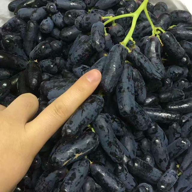 此樹360天不碰水都不死！中國最好吃的水果，能結100天的果子