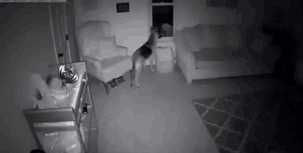 有孩子後狗狗要被送人，狗狗老是溜進孩子房間，主人一看監控哭了