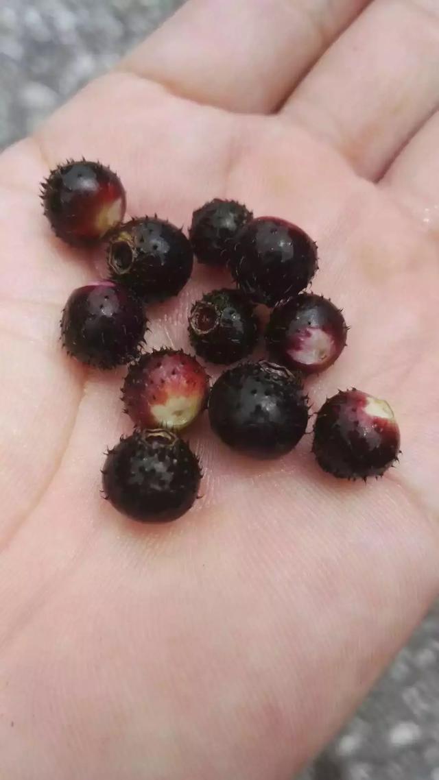 農村這種野果，小時候都當零食吃！沒想到原來作用這麼大……