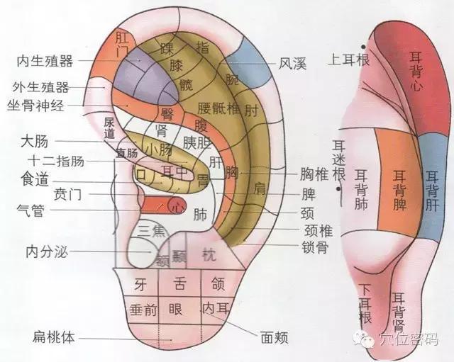 揉耳朵，最簡單的養生法！名副其實的「養生丹」