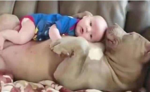 有孩子後狗狗要被送人，狗狗老是溜進孩子房間，主人一看監控哭了