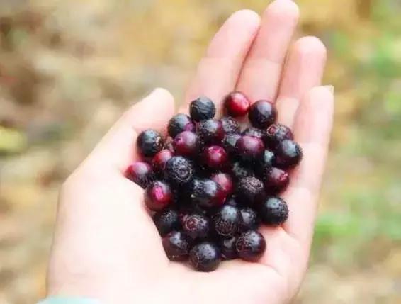 農村這種野果，小時候都當零食吃！沒想到原來作用這麼大……